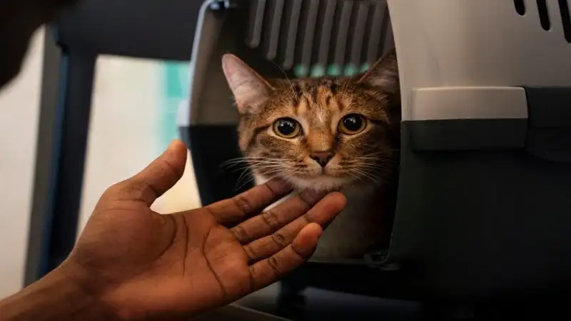 How to Keep Your Cat Calm and Comfortable During Transport