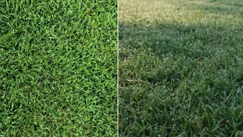 How to Remove Bermudagrass in Zoysia and St. Augustine Lawns